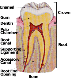 Conventional Root Canal Treatment by Dr. Steven Cohen Endodontist in Mississauga